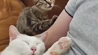 innocent cat