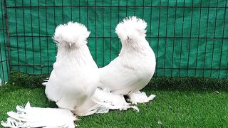 Beautiful Birds