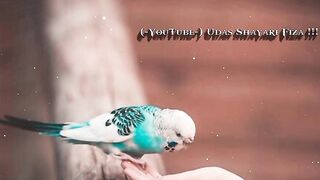 Urdu poetry Whatsapp status video