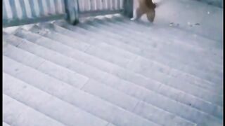 Funny Dog Running  ????