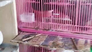 My Pigeon Breeding
