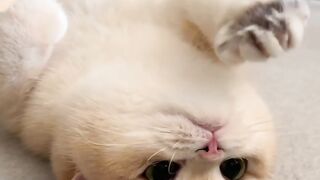 Lazy kitten