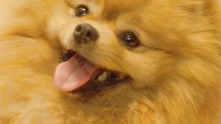 POMERANIAN GERMAN PUPPY ❤ GERMAN BREED