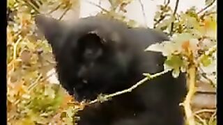 Funny cat ????