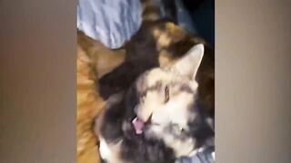 Funniest Animals 2023 ???? Funniest Cats and Dogs ????????.