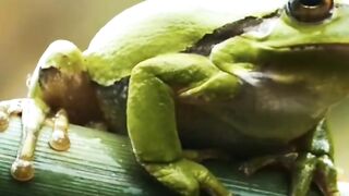 Frog video