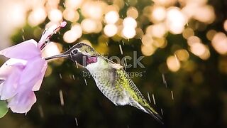 Hummingbird