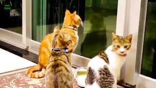 Funny cat ???? video