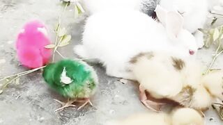Rabbits playing with ducks|pets