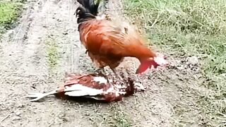 Chicken love