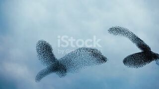 Dancing in the sky