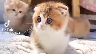 Cutest cat