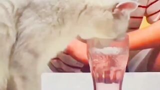 anger Cat video
