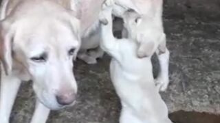 CUTEST LAB PUPPIES FEEDING MILK #doglover #shorts #trending #youtubeshorts #labrador #funny #trend #gsd