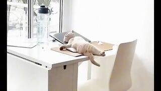 Best Funny 2023|Viral short clip If your like follow me