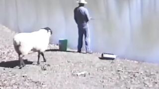 Funny video man with animals funny video