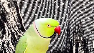 Telling Parrott