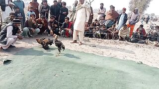 Aseel fighte