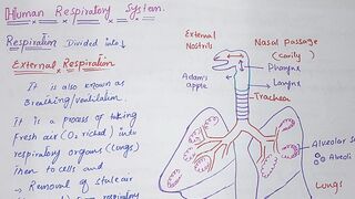 Respiratory system of man