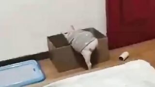 Best Funniest Videos 2022 ???? Cute Cats and Funny Dogs ????