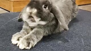 Funny animals video