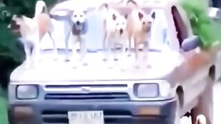 Dogs versus monkey funny video by ishaq editix