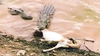 Alligator attack on deer
