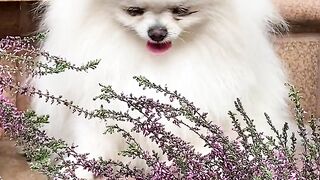 Amazing puppy