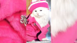 Beautiful Cats