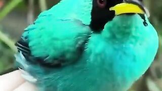 Beautiful Birds