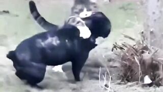 Lovely cats ❤️❤️