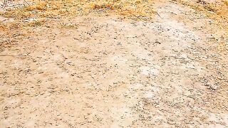 Kala Teetar Ke Masti Wali Video!How To Black Brids#viralvideoplzzfebspot