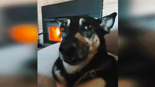 Funny video, pets funny video,cats funny video