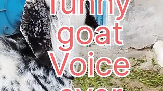 Funny goat Voice over
