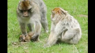 Monkey Mom Loves Baby Monkeys Very Much AND Always Pays Attention To Her Baby