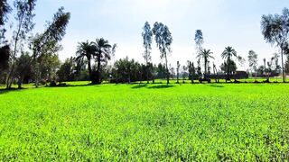 My First Vlog Village Life | Pakistan Village Life | Altaf Village 786