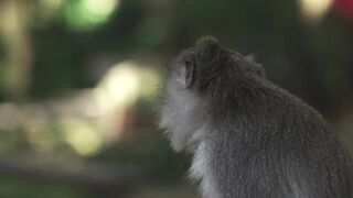 Monkey