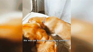 Funny video, pets funny video,cats funny video febspot virla