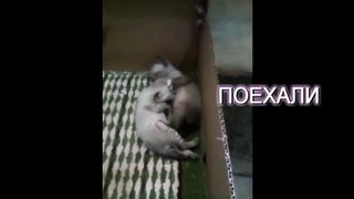 Милые котики, Cute kittens