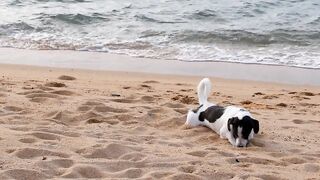 Dog at beach