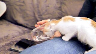 Funny cat drinking water from glass