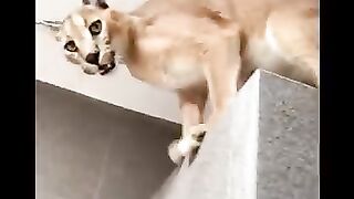 Cat ???????? happy and fun all the time