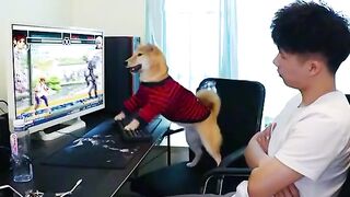 Funny angry dog