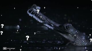 Это Самая Редкая Рептилия в Мире и Вот Почему