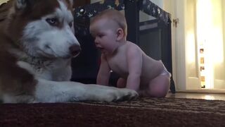 Хаски не устоял перед этим милым малышом