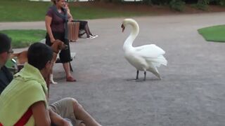 Что этот пёс себе позволяет