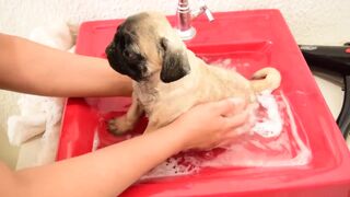 Щенок мопса принимает первую в жизни ванну