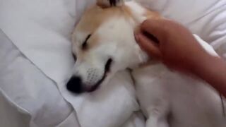 Щенок притворяется мёртвым, чтобы избежать встречи с ветеринаром