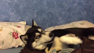 Эти телячьи нежности не для меня