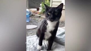 СМЕШНЫЕ КОШКИ 2021 И ДРУГИЕ ЖИВОТНЫЕ/ 10 МИНУТ СМЕХА